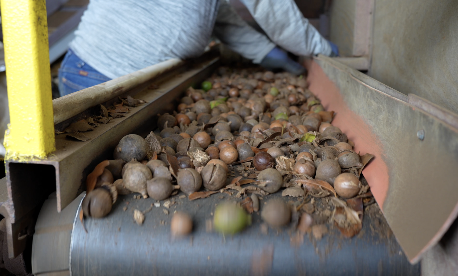 Harvested macadamia nuts on a conveyor belt.